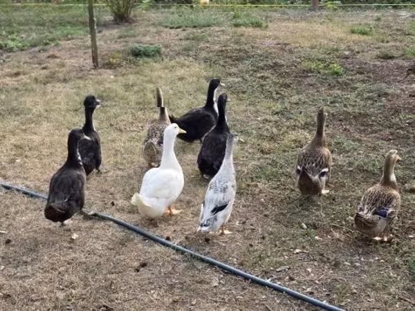 Ducks — Угорщина