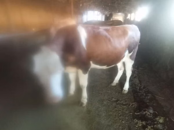 Cow, Simmental cattle — Kyrgyzstan