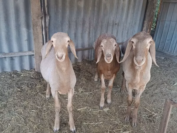 Ram, Arashan sheep — Kyrgyzstan