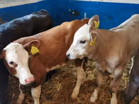 گاو نر, Simmental cattle — عکس 6