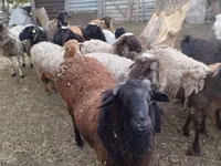 Kambing jantan, Sheep — foto 1