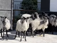 میش, Hissar sheep — عکس 2