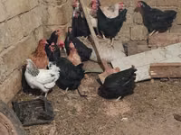 Chickens — फ़ोटो 2