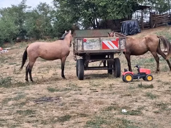 Horse (M), Horses — Hungary