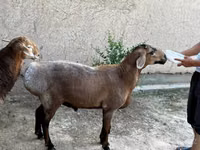 ஆண் ஆடு, ஆடுகள் — புகைப்படம் 4