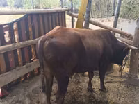 公牛, Cattle — 照片 2