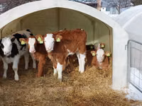 ወንድ በሬ, Simmental cattle — ፎቶ 1