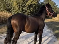 Horse (M), Horses — photo 3