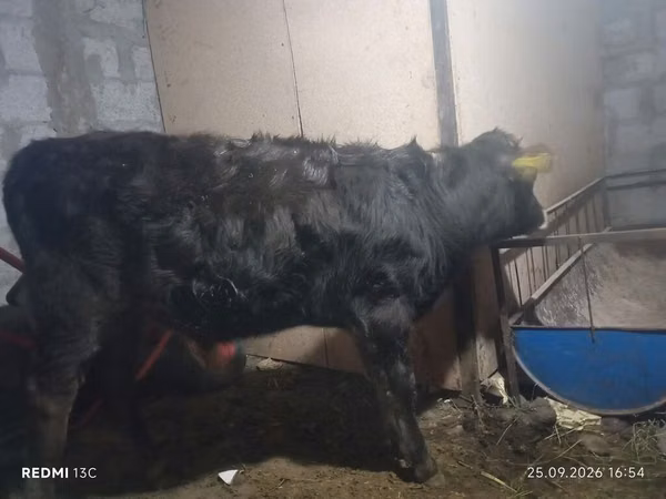 Bull, Aberdeen-Angus — Kyrgyzstan