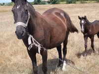 母马, Horses — 照片 2
