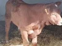 Stier, Limousin koe — foto 5