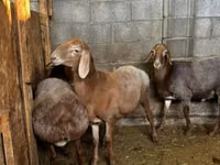 Koyun, Katum sheep — foto 4