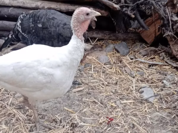 Turkeys — কিরগিজিস্তান