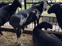 Ram, Rhon sheep — photo 2