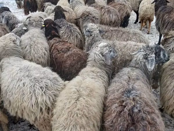 Ոչխար, Ոչխարներ — Մոլդովա