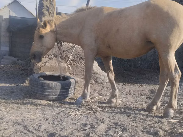 Mare, Horses — Kyrgyzstan