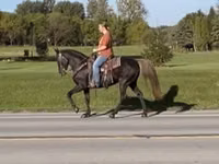 Kanca, Rocky Mountain Horse — 2. fotó