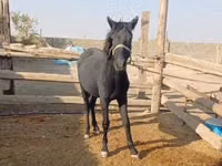 घोड़ा, Kazakh horse — फ़ोटो 1