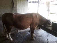 सांड, Simmental cattle — फ़ोटो 2