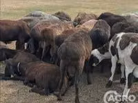 Sheep (batch, sex not specified), Karakul sheep — photo 1