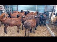 Ram, Sheep — photo 3