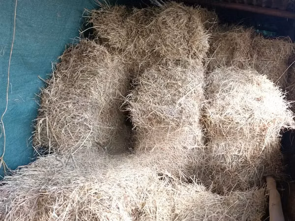 Boma Rhodes Grass Variety Square Bale of Dried Grass Hay