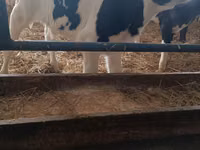 Boğa, Russian Black pied cattle — foto 3
