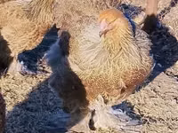 Brahma — foto 1