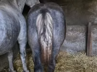 ፈረስ, Horses — ፎቶ 4