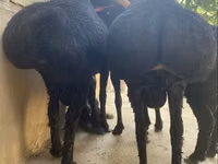 Ovan, Hissar sheep — fotografija 3