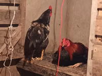 Chickens — photo 1