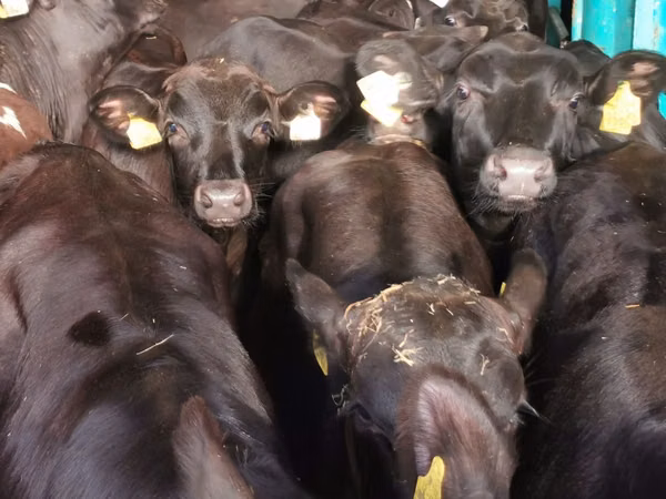 Cattle (batch, sex not specified), Hereford — Poland