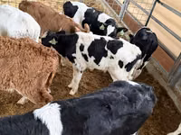 Bydło (partia, płeć nieokreślona), Russian Black pied cattle — zdjęcie 4