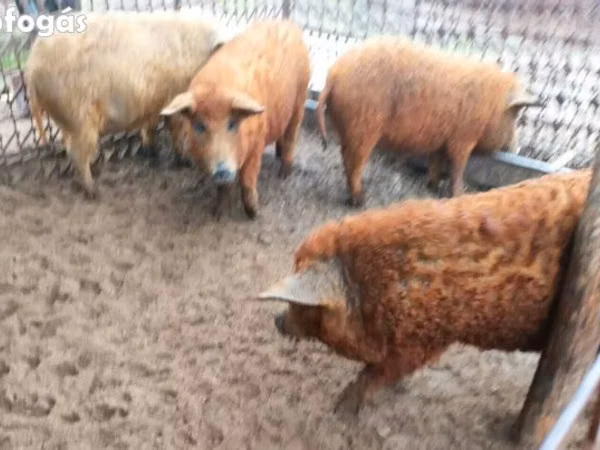 Boar,  — Hungary