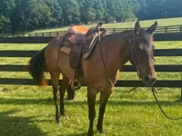 Азаргагүй морь, Quarter Horse — 2 зураг