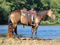 حصان, Quarter Horse — الصورة 6