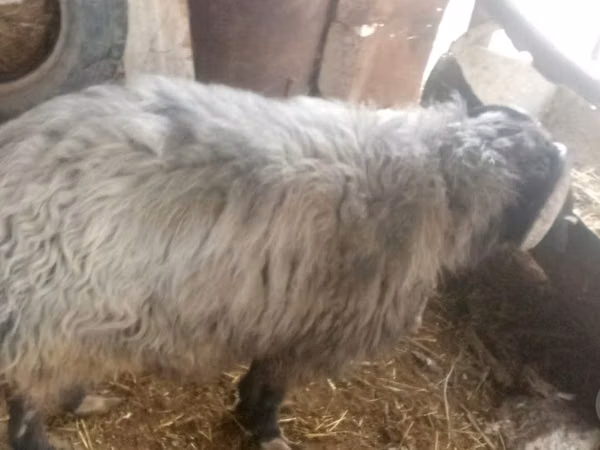 Ram, Sheep — Uzbekistan