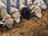 میش, گوسفند — عکس 8