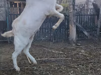 Kozel, Nubian Goat — foto 2