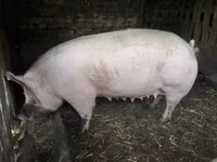 암퇘지 — 사진 3