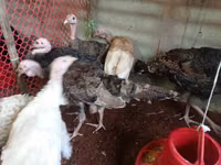 Turkeys — снимка 4