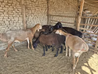แกะตัวผู้, Arashan sheep — รูปภาพ 2
