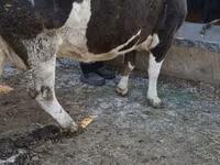 گاو ماده, Simmental cattle — عکس 5