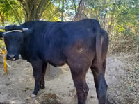 母牛, Simmental cattle — 照片 2