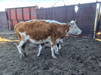 ძროხა, Simmental cattle — ფოტო 1