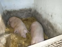 Babi (lot, jantina tidak dinyatakan), Pigs — foto 5