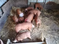 Schweine (Partie, Geschlecht nicht angegeben), Schweine — Foto 4
