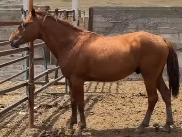 Horse (M), Horses — Kazakhstan