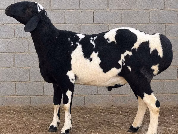 Ram, Sheep — Uzbekistan