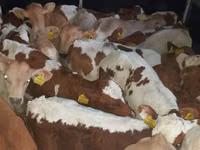 सांड, Simmental cattle — फ़ोटो 3